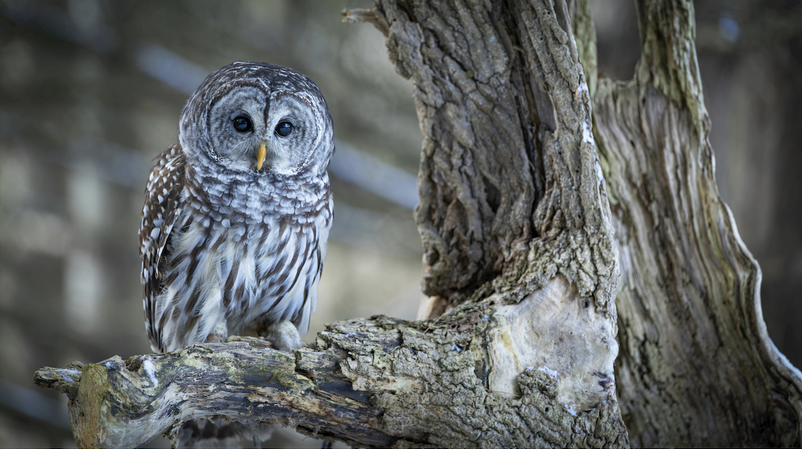 Barred owl
