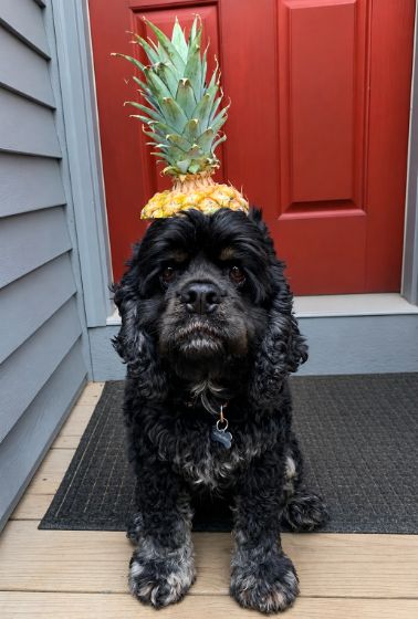 Chief of Treats
